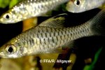 Oreichthys cosuatis - 